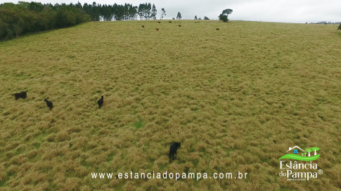 DA VARZEA ATE O GADO NA COXILHA.00_00_33_25.Quadro008_d1b4d4cf06c0a128e7defa6603708ca7bc6145a0.jpg